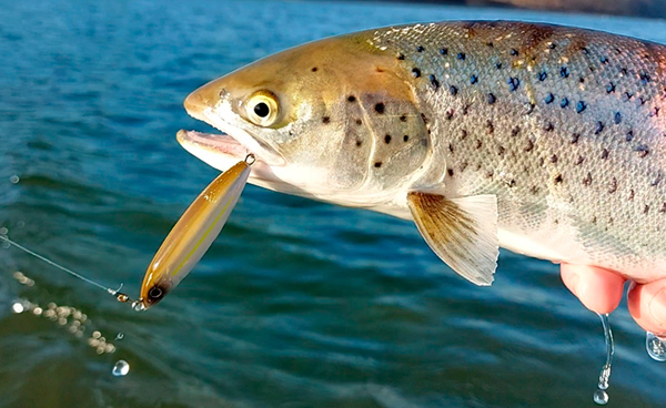 Brown Trout fishing Siek Wobbler lures! 